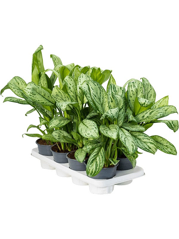 Aglaonema 'Maria Christina' 8/Tray - Tuft