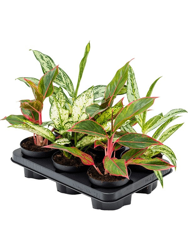 Aglaonema Mix 6/Tray - Tuft