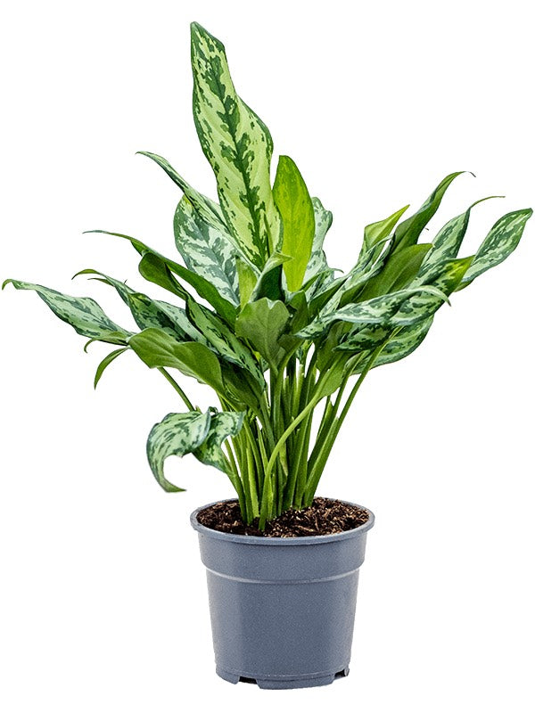 Aglaonema 'Miss Julliette' - Tuft