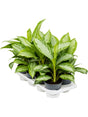 Aglaonema 'Silver Bay' 8/Tray - Tuft