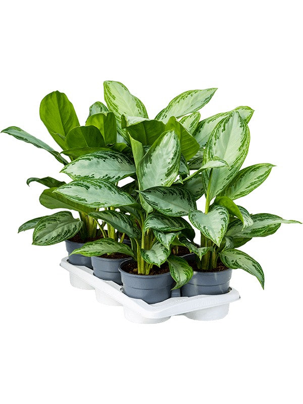 Aglaonema 'Silver Bay' 6/Tray - Tuft