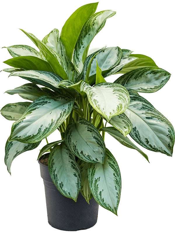 Aglaonema 'Silver Bay' - Tuft