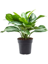 Aglaonema 'Silver Bay' - Tuft