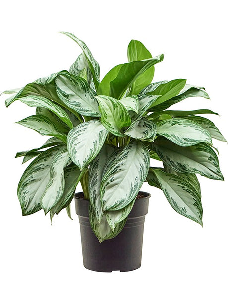 Aglaonema 'Silver Bay' - Tuft