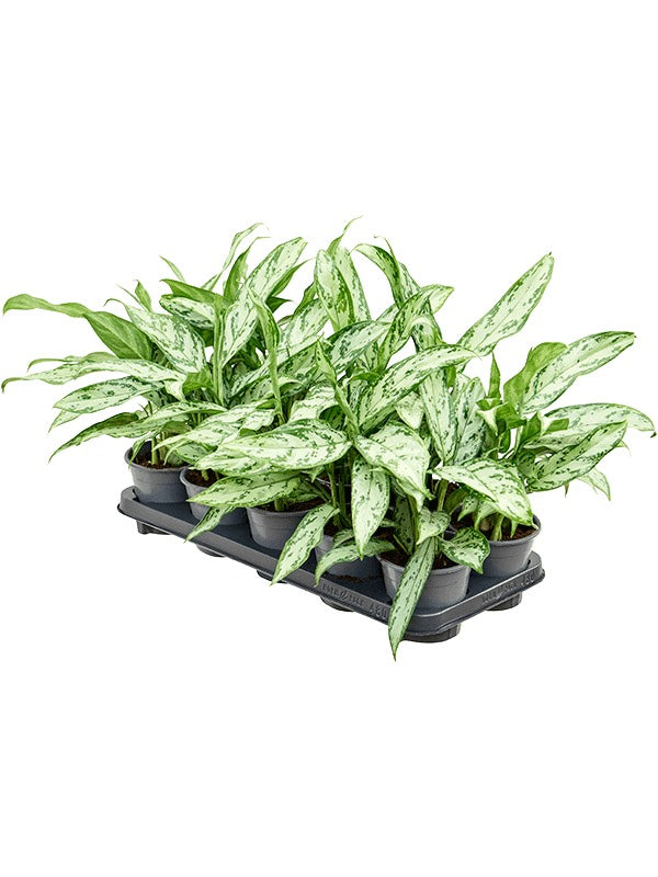 Aglaonema 'Silver Queen Compact' 10/Tray - Tuft