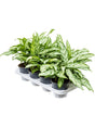 Aglaonema 'Silver Queen Compact' 8/Tray - Tuft