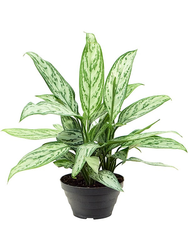 Aglaonema 'Silver Queen' 6/Tray - Tuft