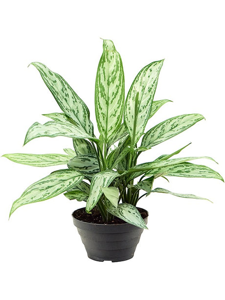 Aglaonema 'Silver Queen' 6/Tray - Tuft