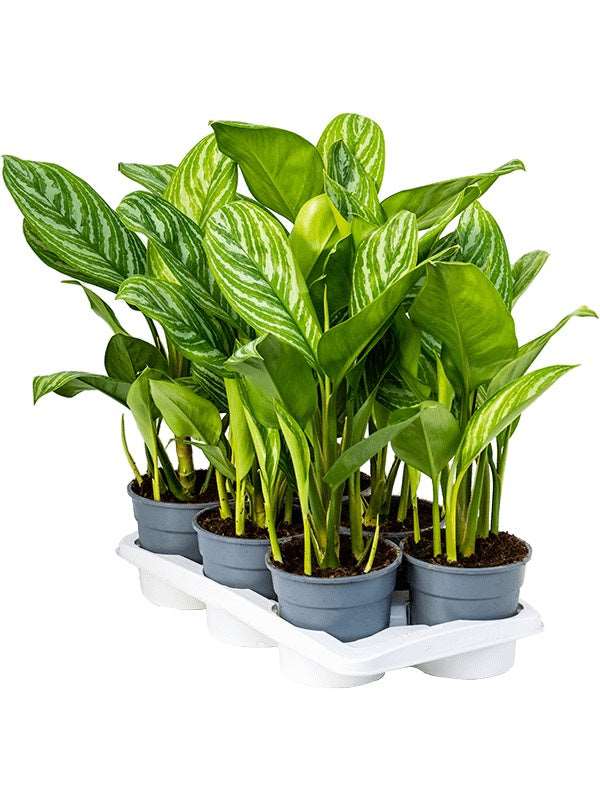 Aglaonema 'Stripes' 6/Tray - Tuft