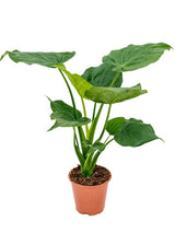 Alocasia Cucullata - Bush