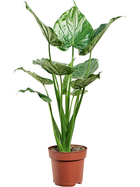 Alocasia Cucullata - Bush