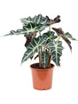 Alocasia 'Polly' - Tuft