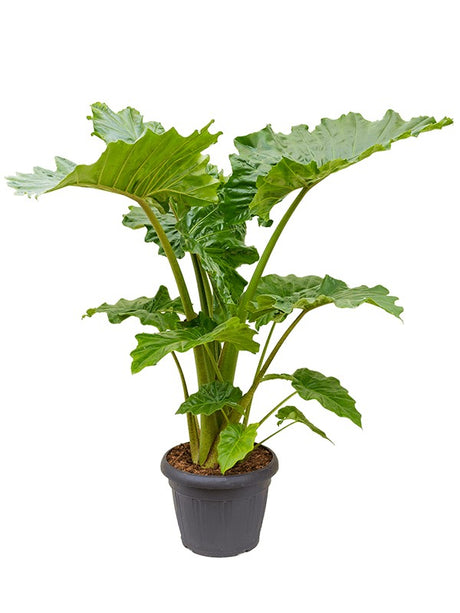 Alocasia 'Portodora' - Tuft