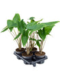 Alocasia Zebrina 4/Tray - Bush