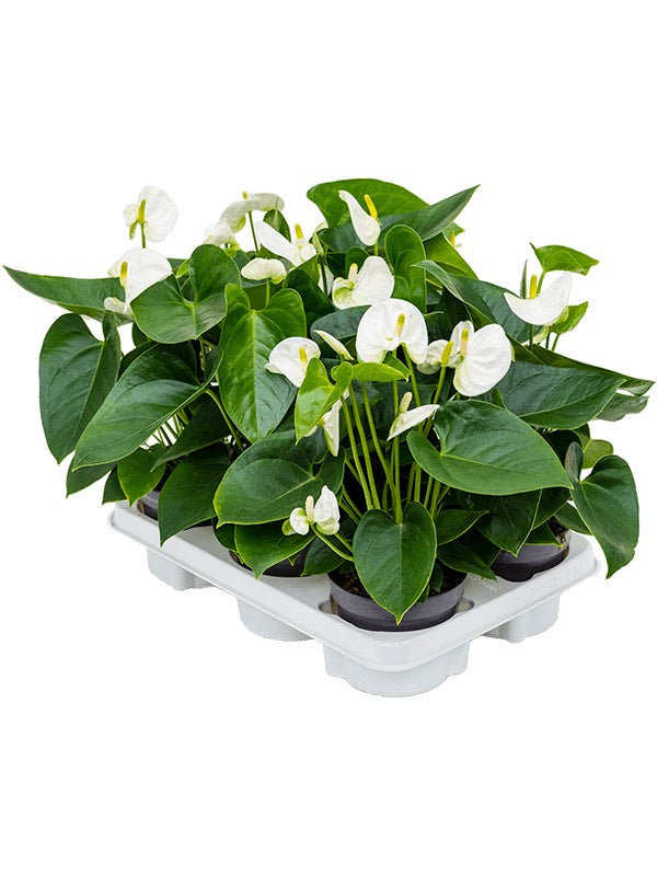 Anthurium Andraeanum 'Sierra White' 6/Tray - White