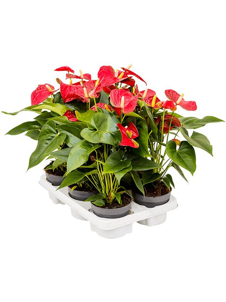 Anthurium Andraeanum 'Sierra' 6/Tray - Red