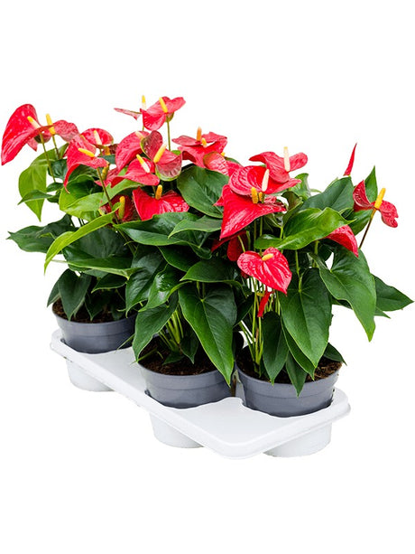 Anthurium Andraeanum 'Sierra'4/Tray - Bush Red