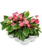 Anthurium Andraeanum 'Pink Champion' 6/Tray - Pink