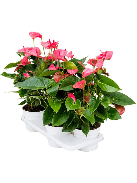 Anthurium Andraeanum 'Pink Champion' 4/Tray - Bush Pink