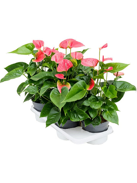 Anthurium Andraeanum 'Maine' 4/Tray - Bush Pink