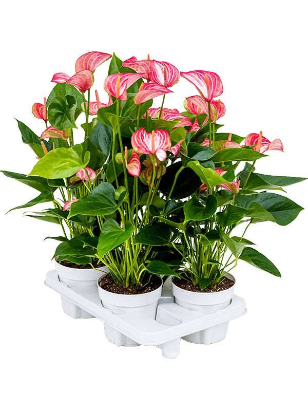 Anthurium Andraeanum 'Livium' 4/Tray - Bush Red