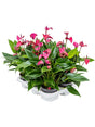 Anthurium Andraeanum 'Cirano' 6/Tray - Lilac