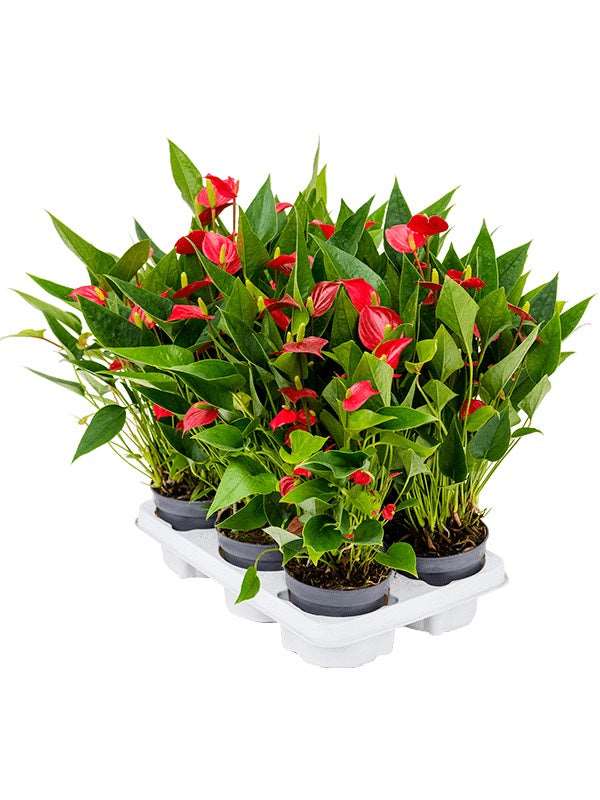 Anthurium Andraeanum 'Million Flower' 6/Tray - Red