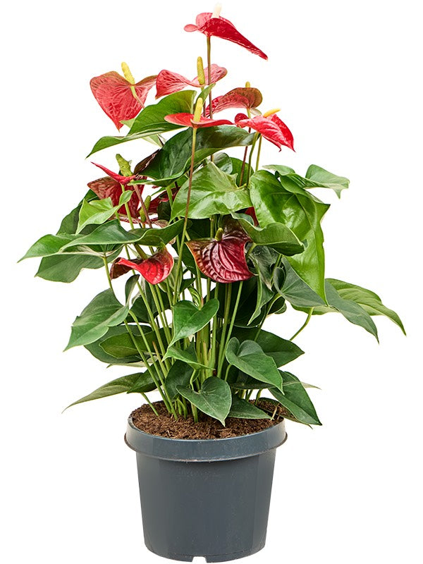 Anthurium Andraeanum 'Sierra' - Bush Red