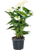 Anthurium Andraeanum 'Sierra White' - Bush White