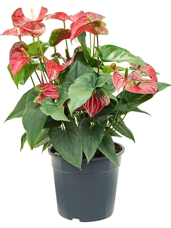 Anthurium Andraeanum 'Sierra' - Bush Red