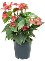 Anthurium Andraeanum 'Sierra' - Bush Red