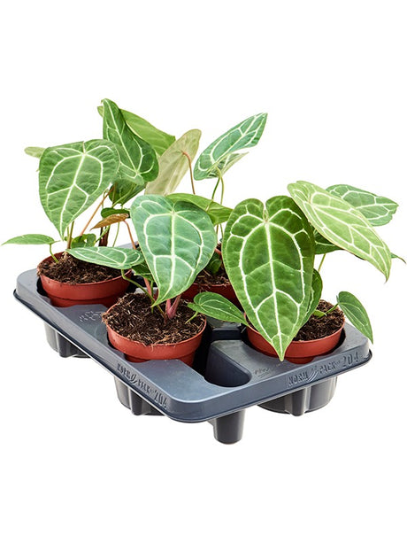 Anthurium Crystallinum 4/Tray