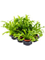 Asplenium 'Amy' 6/Tray - Bush