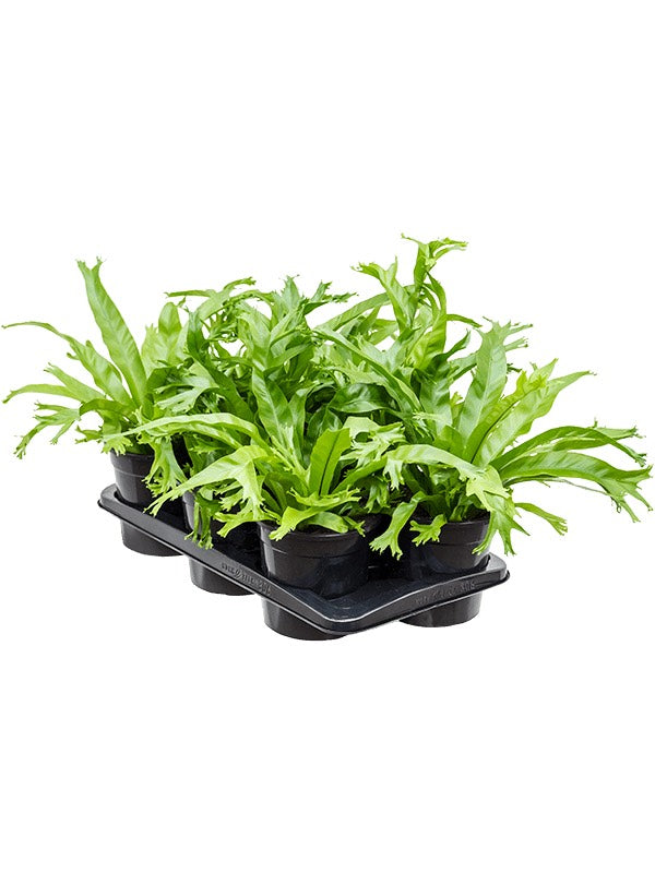 Asplenium 'Amy' 6/Tray - Bush