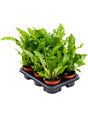 Asplenium Nidus 'Campio' 6/Tray - Bush