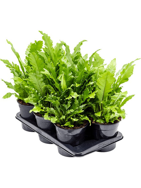 Asplenium Nidus 'Campio' 6/Tray - Bush