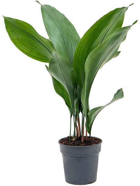 Aspidistra Elatior - Tuft