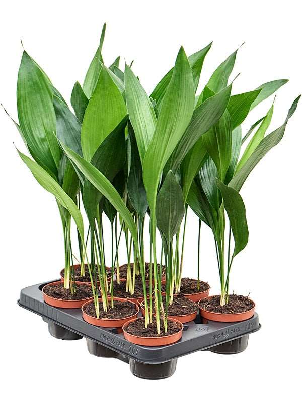 Aspidistra Elatior 9/Tray - Tuft