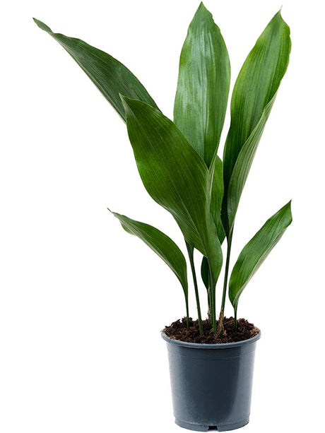 Aspidistra Elatior - Tuft