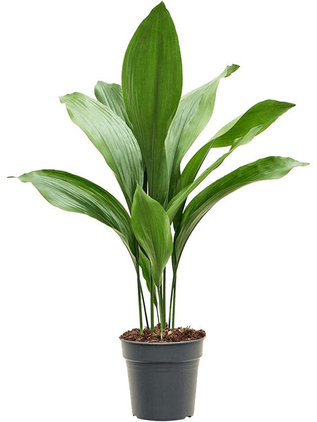 Aspidistra Elatior - Tuft