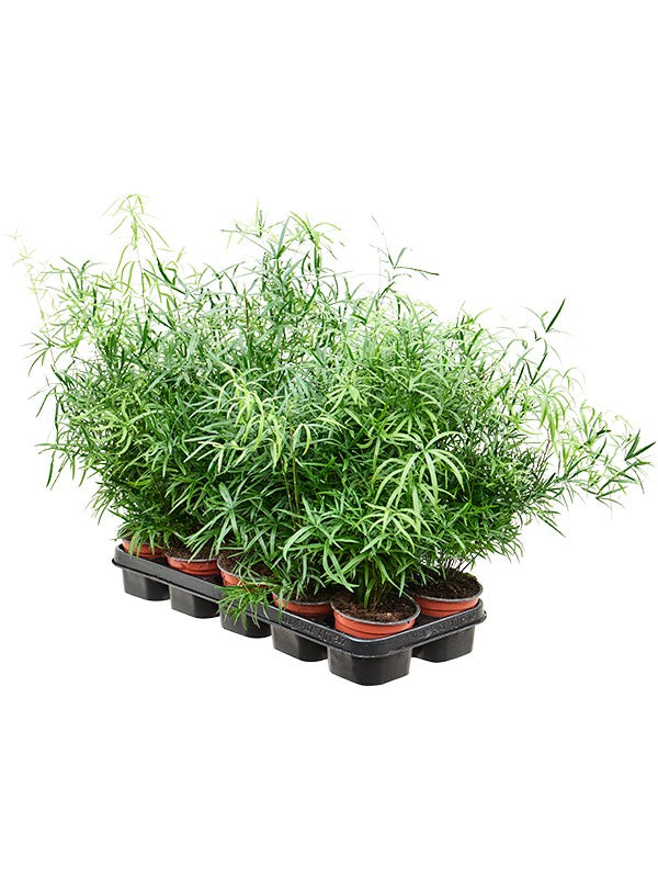 Asparagus Falcatus 10/Tray - Bush