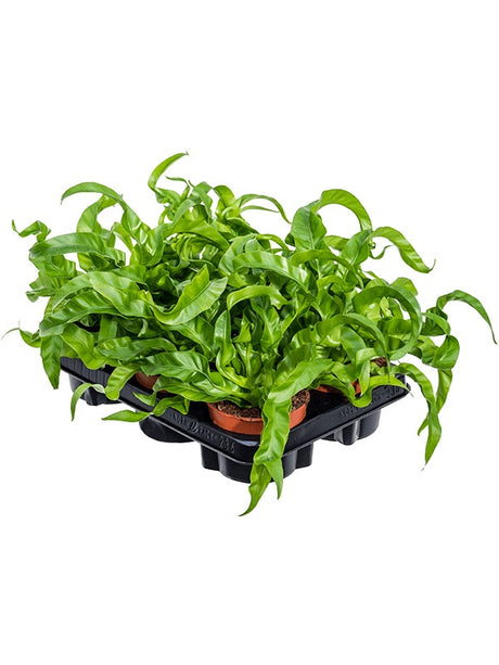 Asplenium Antiquum 'Hurricane' 6/Tray