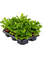 Asplenium Antiquum 'Leslie' 6/Tray