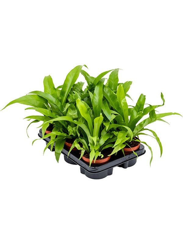 Asplenium Antiquum 6/Tray - Bush