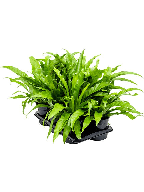 Asplenium Antiquum 6/Tray