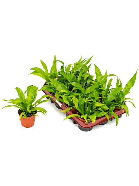 Asplenium Antiquum 12/Tray