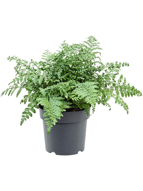 Asplenium Dimorphum 'Parvati' - Bush