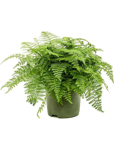 Asplenium Dimorphum 'Parvati' - Bush