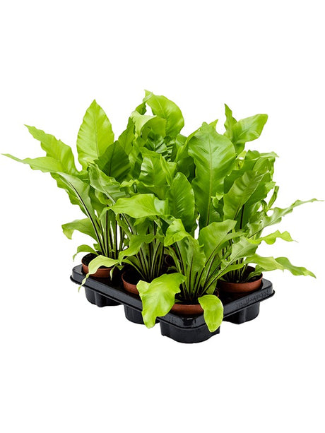 Asplenium Nidus 6/Tray