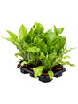 Asplenium Nidus 6/Tray